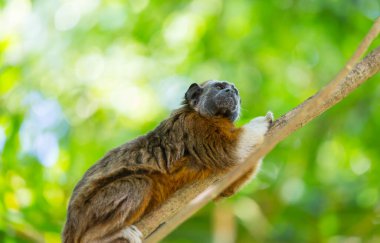 Erişkin pamuklu tamarin, Saguinus Oedipus, Kolombiya 'da bir ağaçta oturuyor.