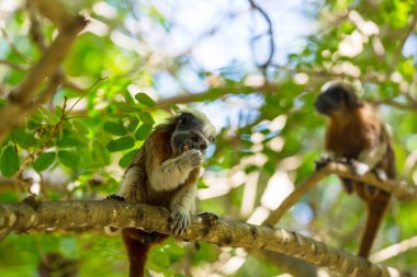 Erişkin pamuklu tamarin, Saguinus Oedipus, Kolombiya 'da bir ağaçta oturuyor.