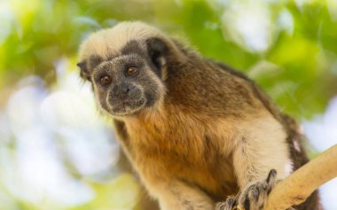 Erişkin pamuklu tamarin, Saguinus Oedipus, Kolombiya 'da bir ağaçta oturuyor.