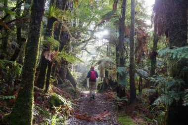 Bir yürüyüşçü Yeni Zelanda 'da güzel bir yağmur ormanında yürüyor.