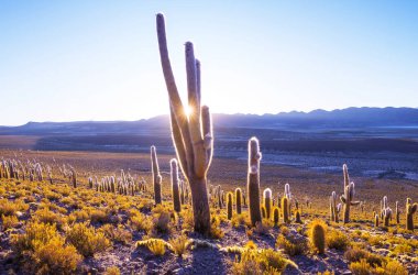 Şili, Altiplano 'daki dev kaktüs ormanı Kuzey Şili, Atacama bölgesi, Güney Amerika' daki gerçeküstü doğal manzaralar.