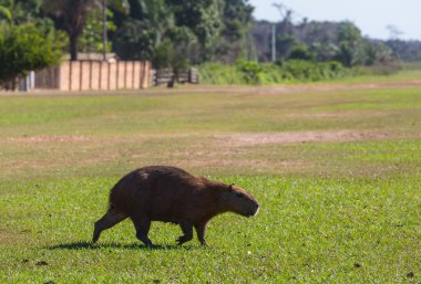 Pantanal, Brezilya, Güney Amerika 'da Capybara