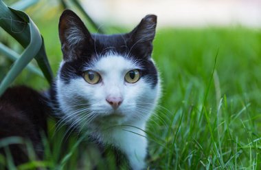 Bahar mevsiminde yeşil çimlerde bir kedi