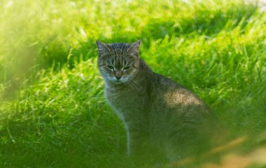 Bahar mevsiminde yeşil çimlerde bir kedi