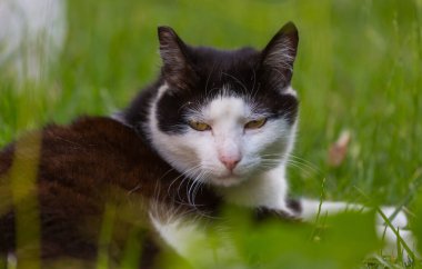Bahar mevsiminde yeşil çimlerde bir kedi