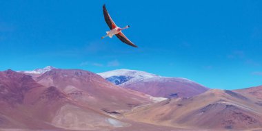 Flamingolar Altiplano, Güney Amerika 'da uçuyor