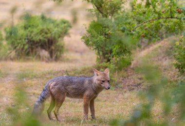 Güney Amerika gri tilkisi (Lycalopex griseus), Patagonya dağlarındaki Patagonya tilkisi.