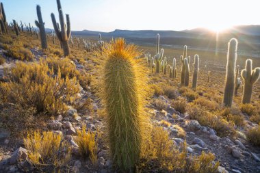 Şili, Altiplano 'daki dev kaktüs ormanı Kuzey Şili, Atacama bölgesi, Güney Amerika' daki gerçeküstü doğal manzaralar.