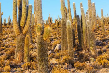 Şili, Altiplano 'daki dev kaktüs ormanı Kuzey Şili, Atacama bölgesi, Güney Amerika' daki gerçeküstü doğal manzaralar.