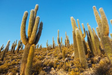 Şili, Altiplano 'daki dev kaktüs ormanı Kuzey Şili, Atacama bölgesi, Güney Amerika' daki gerçeküstü doğal manzaralar.