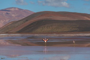 Flamingolar Altiplano, Güney Amerika 'da uçuyor