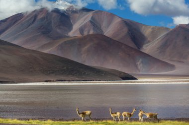 Kuzey Şili, Güney Amerika 'daki Altiplano' da vahşi vicunalar