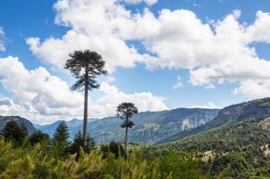 And Dağları, Şili 'deki sıra dışı Araucaria (Araucaria araucana) ağaçları