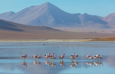 Bolivya Altiplano Gölü 'nde flamingo. Vahşi doğa.