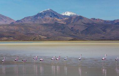 Bolivya Altiplano Gölü 'nde flamingo. Vahşi doğa.