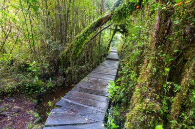 Güney yağmur ormanı, Güney Amerika, Şili 'deki Carretera Austral.