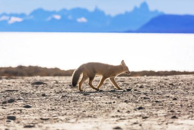Güney Amerika gri tilkisi (Lycalopex griseus), Patagonya dağlarındaki Patagonya tilkisi.