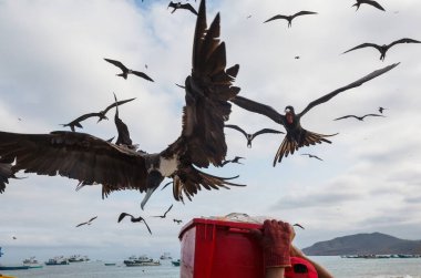 Ekvator 'daki balıkçıdan balık çalan fregat kuşları.