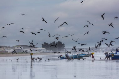 Ekvator 'daki balıkçıdan balık çalan fregat kuşları.