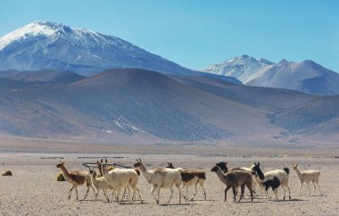 Güney Amerika, Peru 'da çayırdaki lama