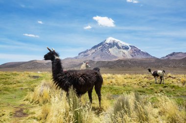 Güney Amerika, Peru 'da çayırdaki lama