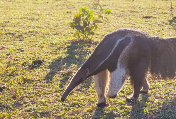 Brezilya Pantanal, Güney Amerika 'da karınca yiyen