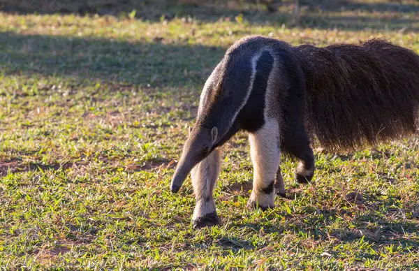 Brezilya Pantanal, Güney Amerika 'da karınca yiyen