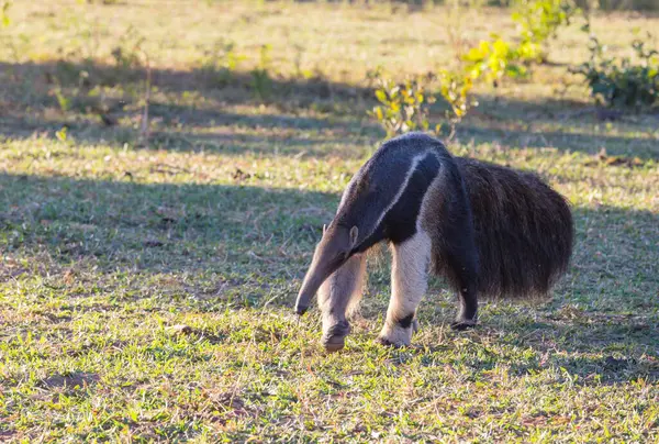 Brezilya Pantanal, Güney Amerika 'da karınca yiyen