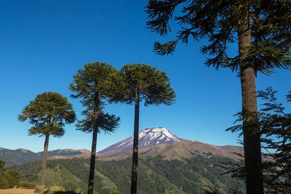 And Dağları, Şili 'deki sıra dışı Araucaria (Araucaria araucana) ağaçları
