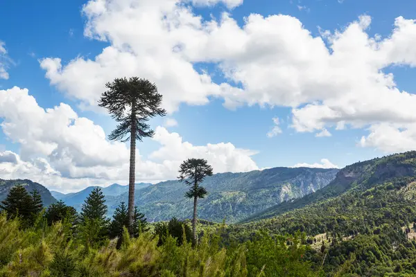 And Dağları, Şili 'deki sıra dışı Araucaria (Araucaria araucana) ağaçları