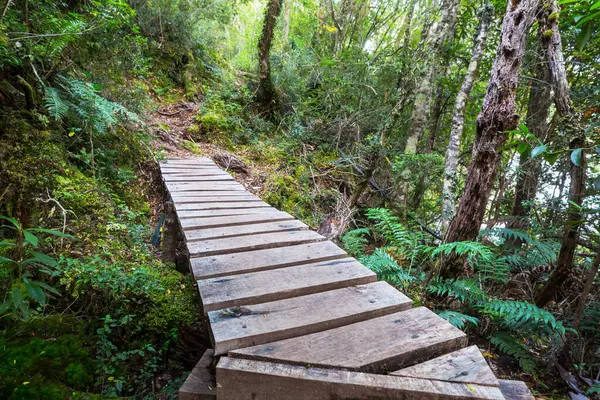 Yeşil yağmur ormanlarında yol
