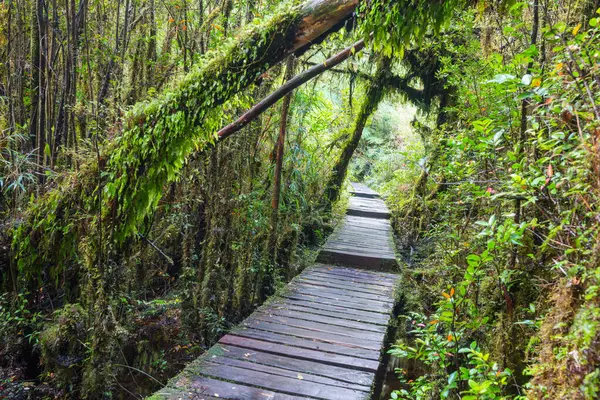 Güney yağmur ormanı, Güney Amerika, Şili 'deki Carretera Austral.
