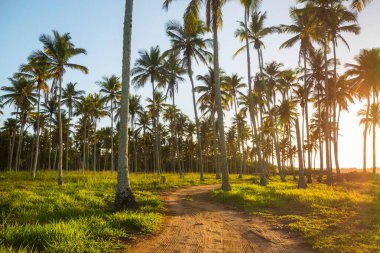 Tropikal sahildeki güzel yaz manzaraları. Tatil arkaplanı.