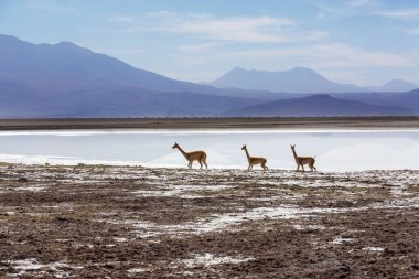 Kuzey Şili, Güney Amerika 'daki Altiplano' da vahşi vicunalar