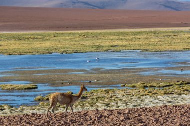 Kuzey Şili, Güney Amerika 'daki Altiplano' da vahşi vicunalar