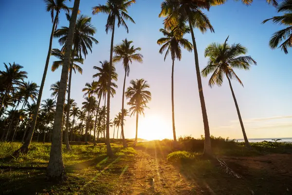 Tropikal sahildeki güzel yaz manzaraları. Tatil arkaplanı.