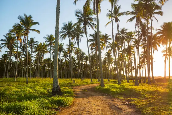 Tropikal sahildeki güzel yaz manzaraları. Tatil arkaplanı.