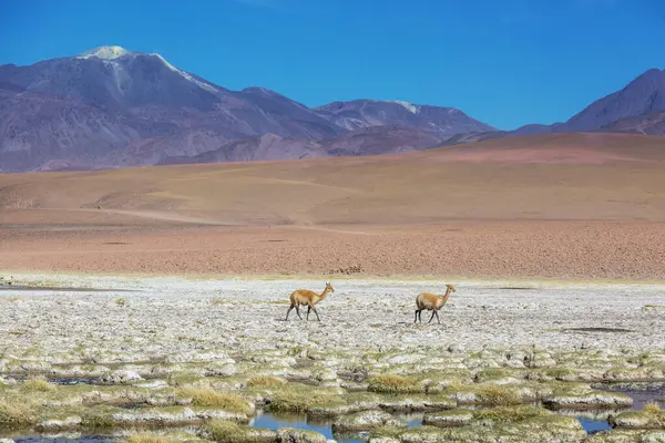Kuzey Şili, Güney Amerika 'daki Altiplano' da vahşi vicunalar