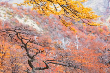 Güneşli bir ormanda renkli sonbahar yaprakları. Sonbahar doğal arka planı