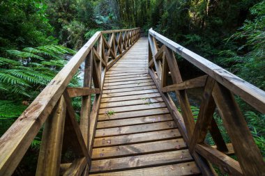 Güney yağmur ormanı, Güney Amerika, Şili 'deki Carretera Austral.