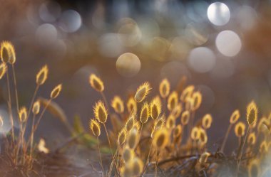 Çiçek çayırında güneşli bir gün. Güzel doğal arka plan. Doğadaki yabani bitkiler.