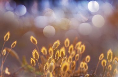 Çiçek çayırında güneşli bir gün. Güzel doğal arka plan. Doğadaki yabani bitkiler.