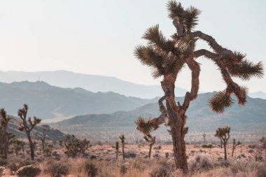 Arizona çölündeki Joshua Tree yolu boyunca. Seyahat arkaplanı.