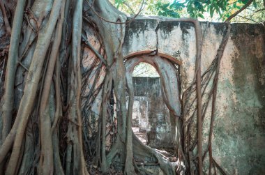 Harabeleri yutan ağaç kökleri. Armero, Tolima volkanik patlama kalıntıları, Kolombiya, Güney Amerika.