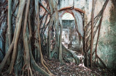 Harabeleri yutan ağaç kökleri. Armero, Tolima volkanik patlama kalıntıları, Kolombiya, Güney Amerika.