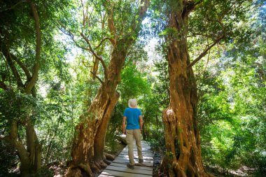 Ormandaki patikada yürüyüş yapan bir adam. Doğa yürüyüşü açık havada.