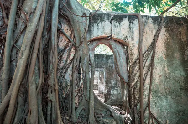 Harabeleri yutan ağaç kökleri. Armero, Tolima volkanik patlama kalıntıları, Kolombiya, Güney Amerika.