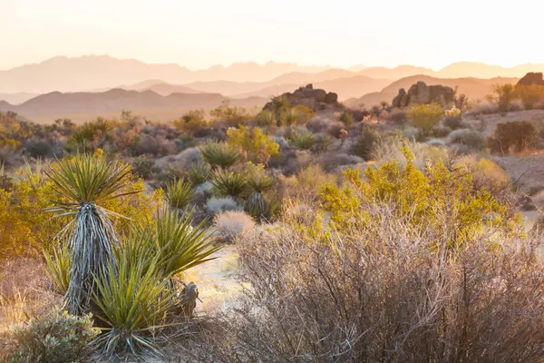 Alışılmadık Joshua ağacı ulusal park manzaraları, ABD