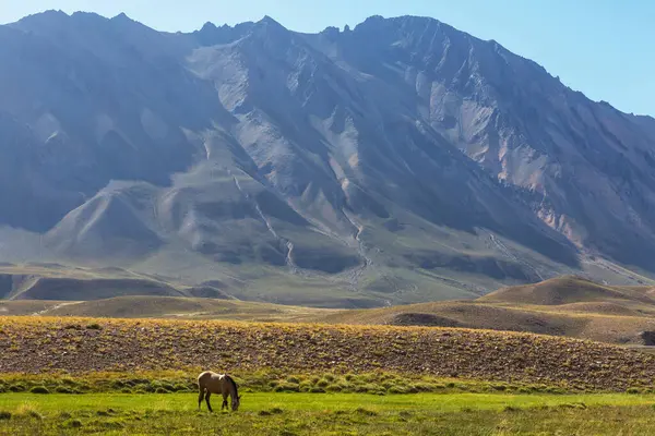 Otlakta koşan atlar