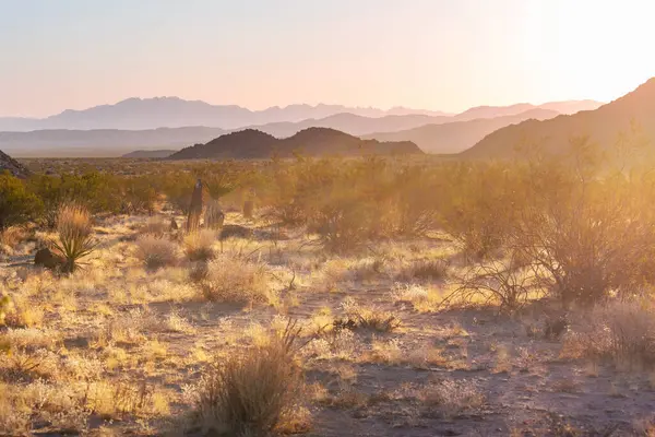 Alışılmadık Joshua ağacı ulusal park manzaraları, ABD